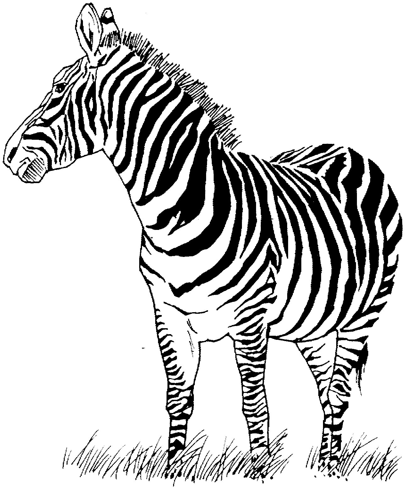 Malvorlage: Zebra (Tiere) #12949 - Kostenlose Malvorlagen zum Ausdrucken