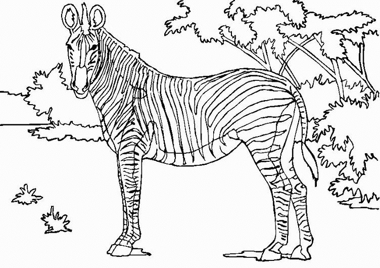 Malvorlage: Zebra (Tiere) #12956 - Kostenlose Malvorlagen zum Ausdrucken