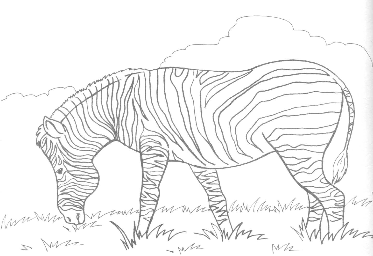 Malvorlage: Zebra (Tiere) #12958 - Kostenlose Malvorlagen zum Ausdrucken