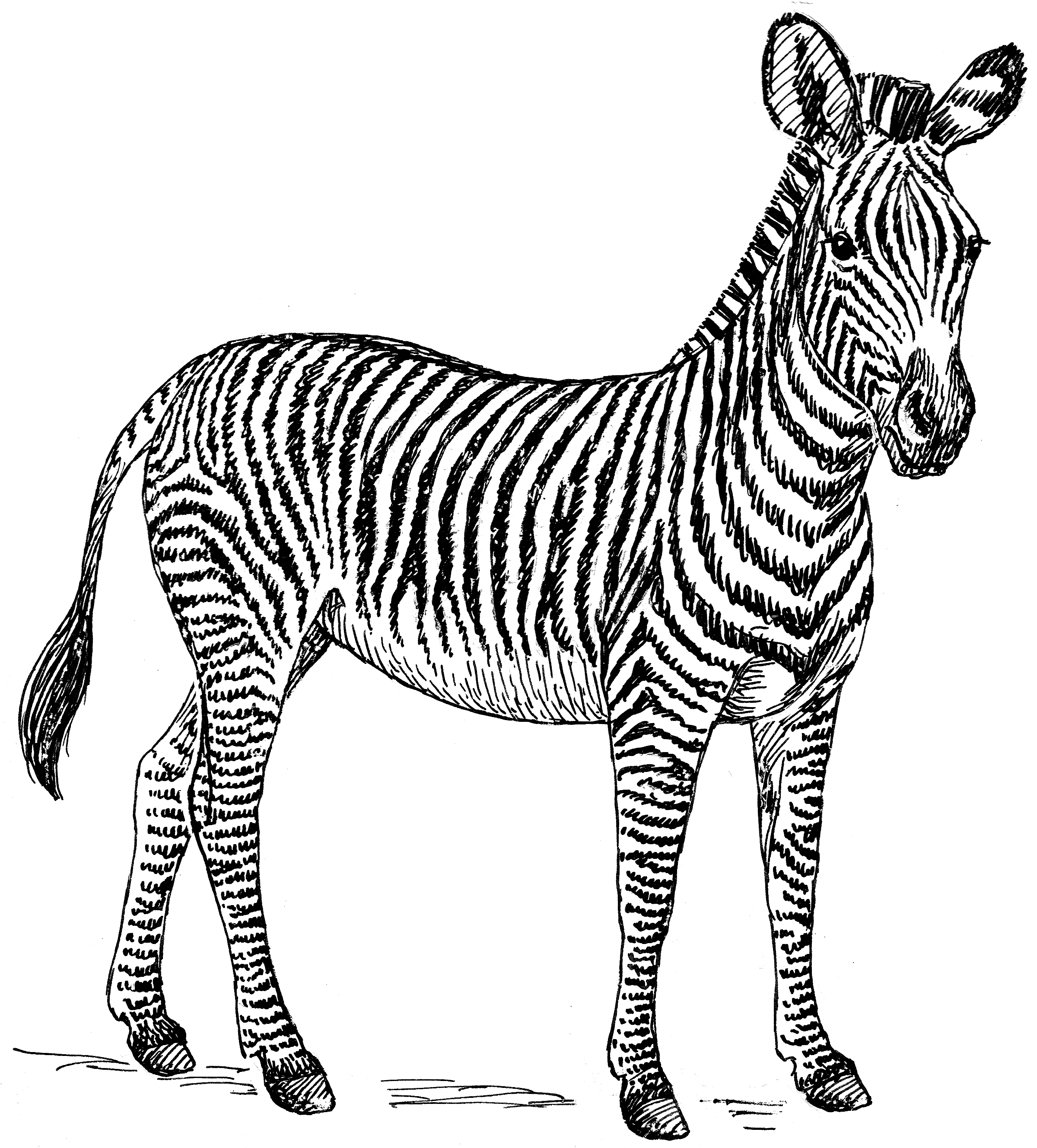 Malvorlage: Zebra (Tiere) #12960 - Kostenlose Malvorlagen zum Ausdrucken