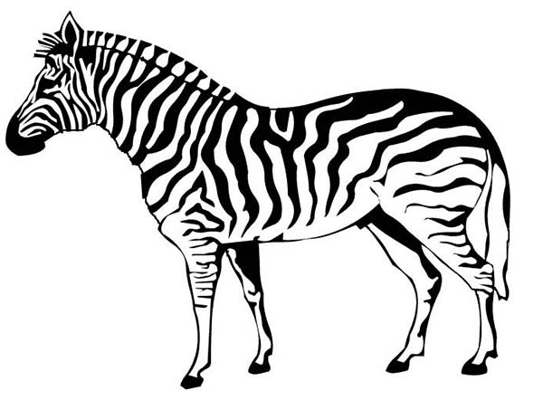 Malvorlage: Zebra (Tiere) #12963 - Kostenlose Malvorlagen zum Ausdrucken