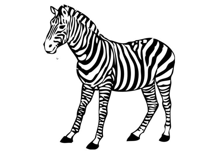 Malvorlage: Zebra (Tiere) #12972 - Kostenlose Malvorlagen zum Ausdrucken