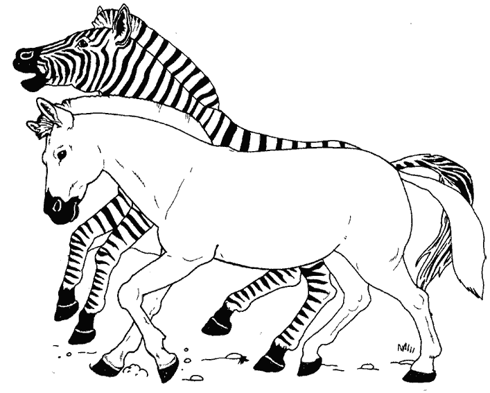 Malvorlage: Zebra (Tiere) #12981 - Kostenlose Malvorlagen zum Ausdrucken