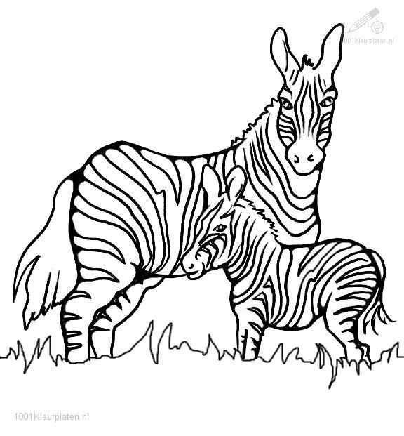 Malvorlage: Zebra (Tiere) #13023 - Kostenlose Malvorlagen zum Ausdrucken