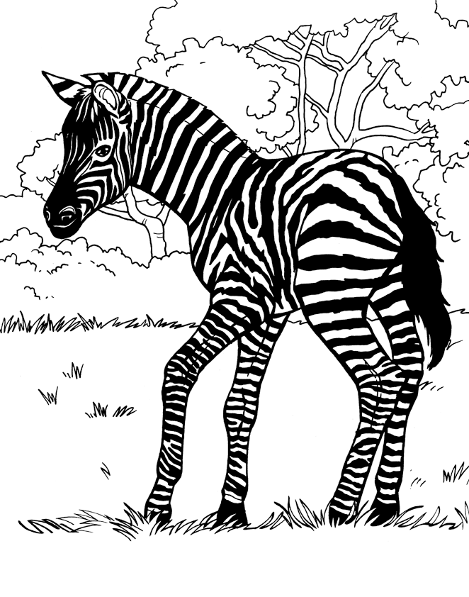 Malvorlage: Zebra (Tiere) #13027 - Kostenlose Malvorlagen zum Ausdrucken