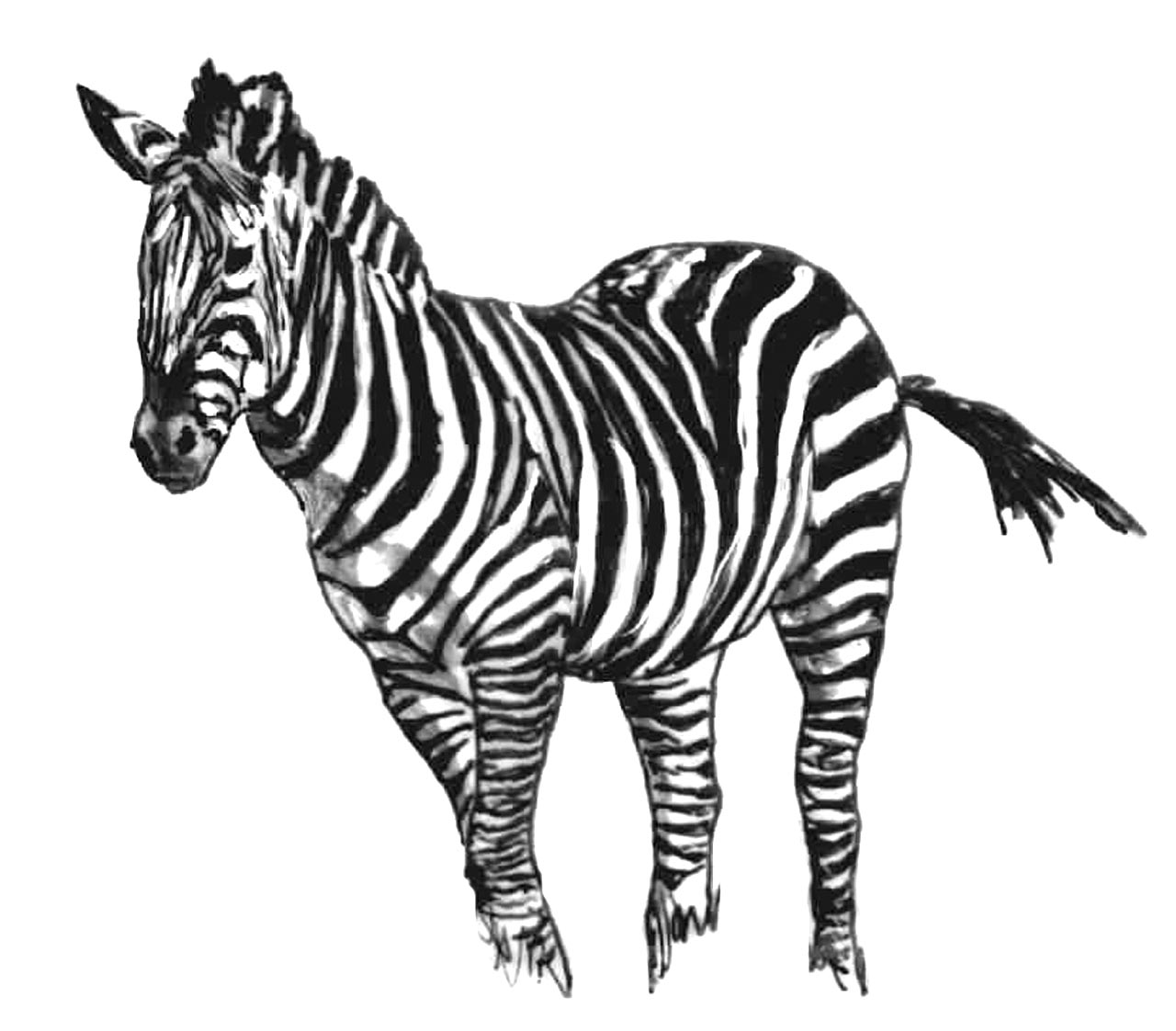 Malvorlage: Zebra (Tiere) #13036 - Kostenlose Malvorlagen zum Ausdrucken