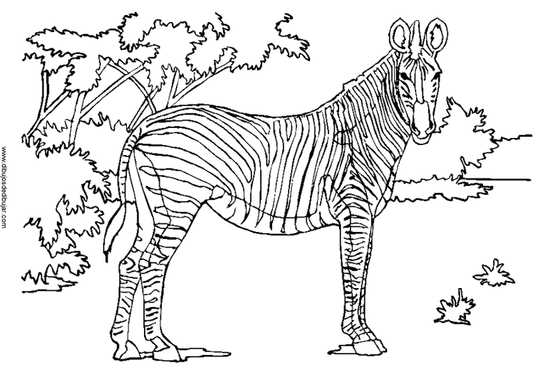Malvorlage: Zebra (Tiere) #13041 - Kostenlose Malvorlagen zum Ausdrucken