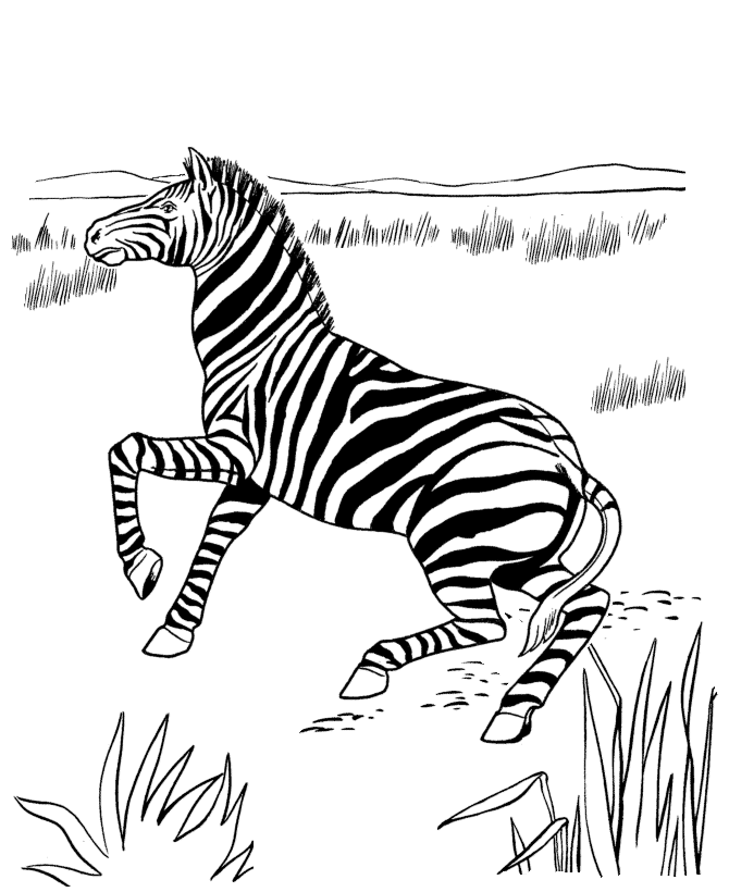 Malvorlage: Zebra (Tiere) #13053 - Kostenlose Malvorlagen zum Ausdrucken