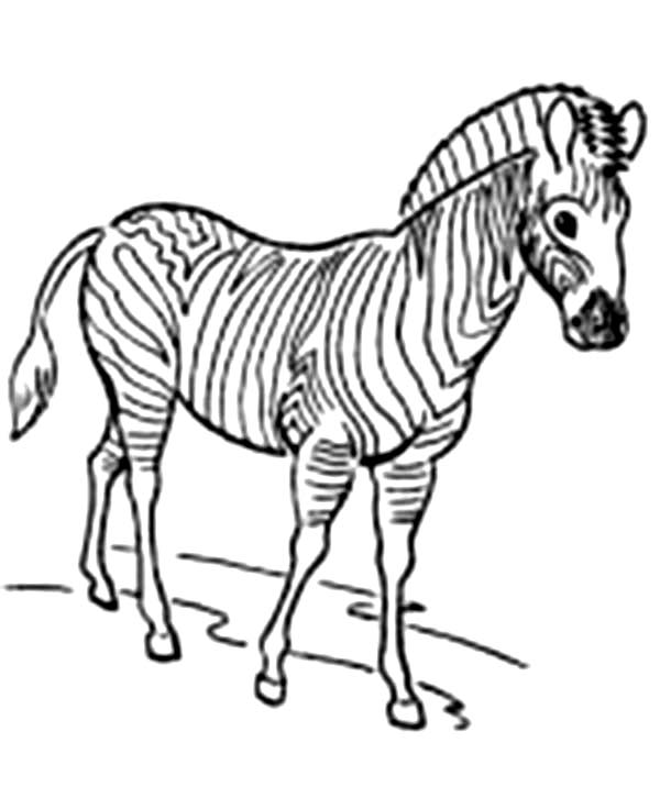 Malvorlage: Zebra (Tiere) #13085 - Kostenlose Malvorlagen zum Ausdrucken