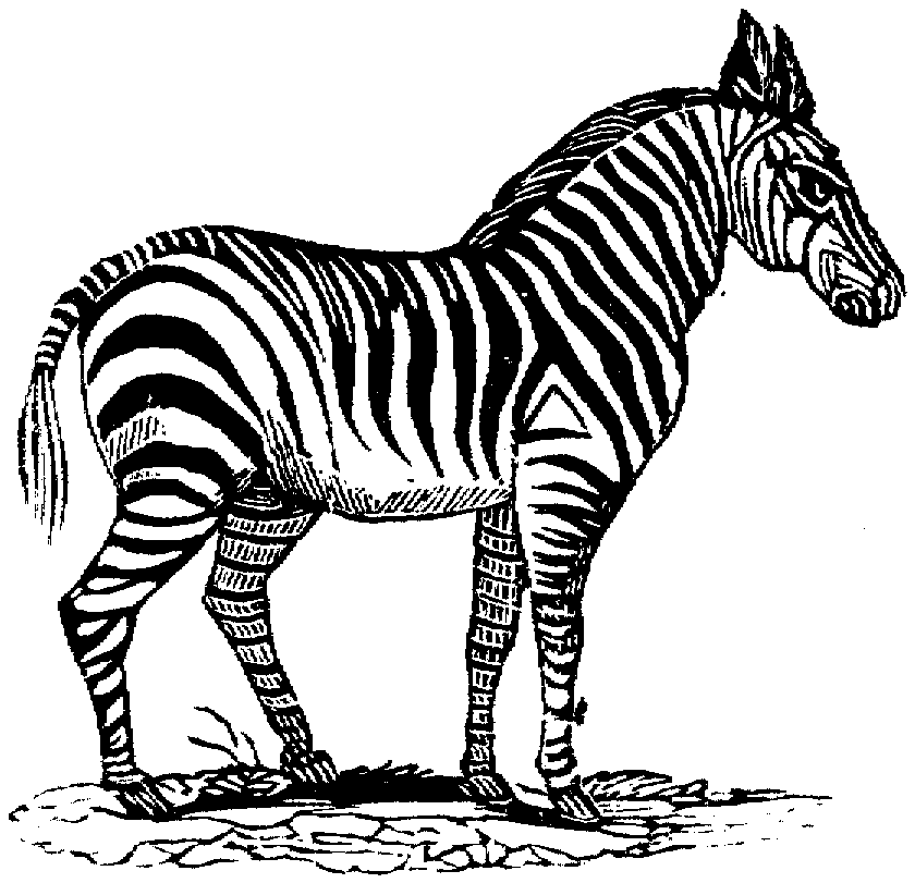 Malvorlage: Zebra (Tiere) #13094 - Kostenlose Malvorlagen zum Ausdrucken