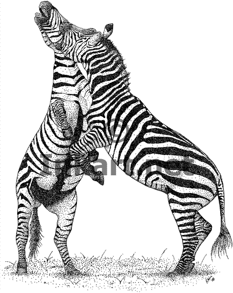 Malvorlage: Zebra (Tiere) #13122 - Kostenlose Malvorlagen zum Ausdrucken