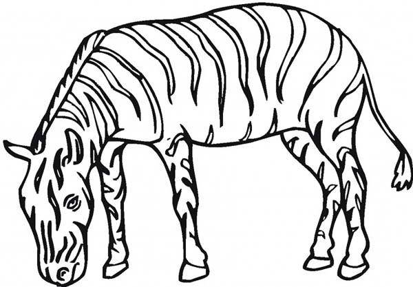 Malvorlage: Zebra (Tiere) #13133 - Kostenlose Malvorlagen zum Ausdrucken