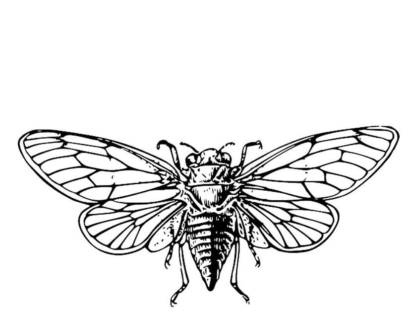 Malvorlage: Zikade (Tiere) #18438 - Kostenlose Malvorlagen zum Ausdrucken